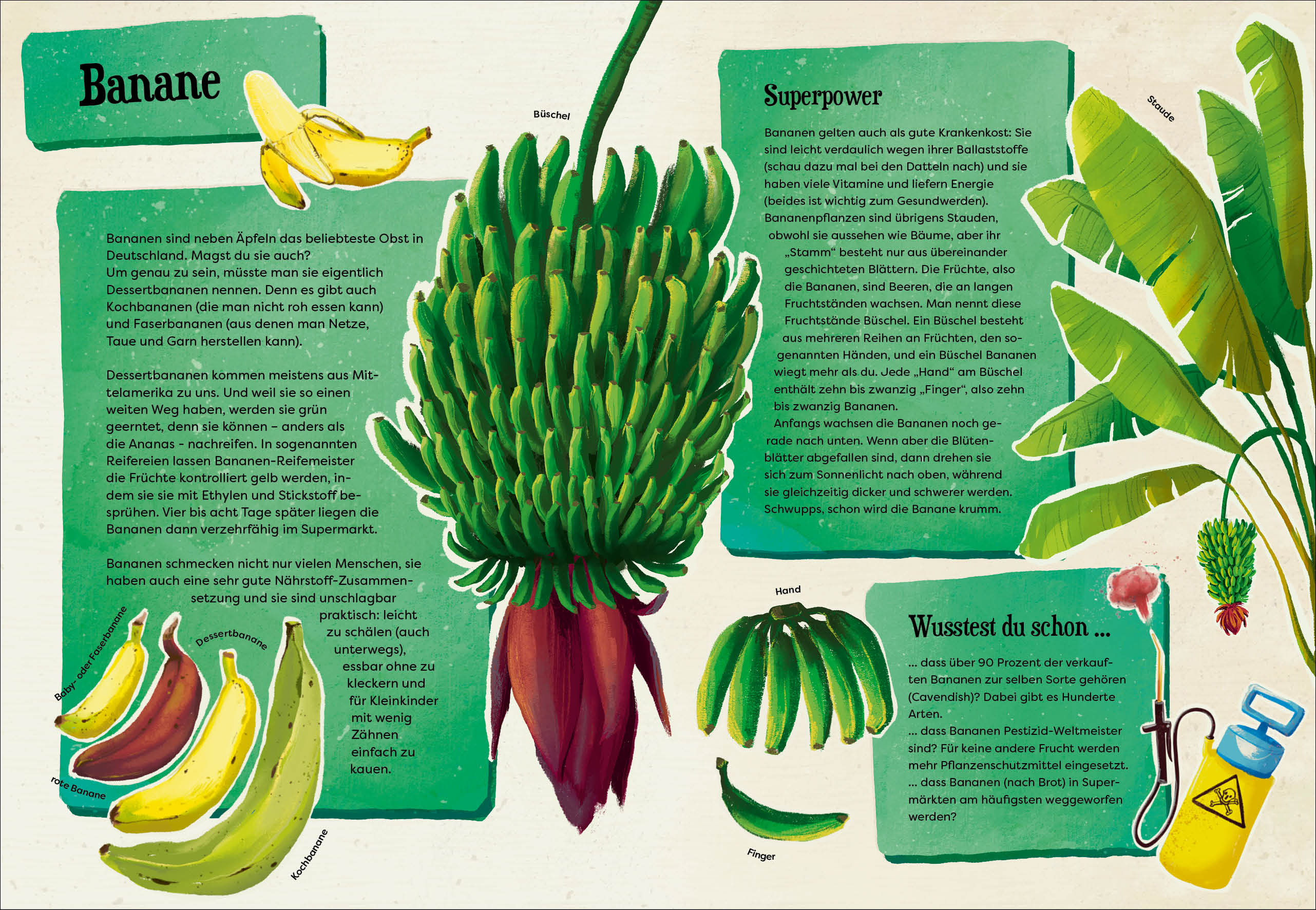 Weißt du, wo der Pfeffer wächst? – Erstaunliches Wissen von Ananas bis Zimt